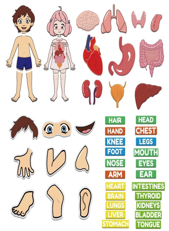 BEUNITONE Body Parts Learning Felt Story Board for Family 48 Pcs Large Preschool Human Organ Name Words Useful Felt Story Board Set Wall Activity for Birthday Christmas New Year Gifts - Image 1